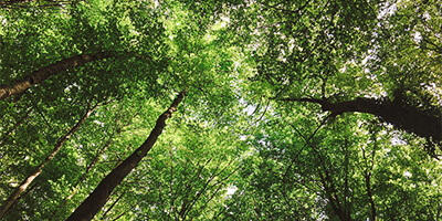 Baumkronen in einem Wald, von unten fotografiert.